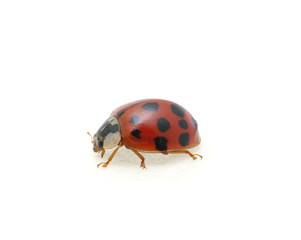 Ladybug