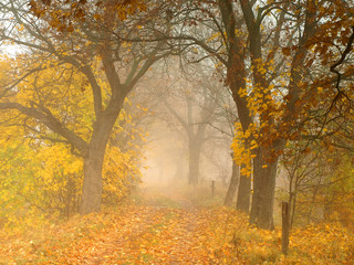 Fototapeta na wymiar Autumn foggy colorful road