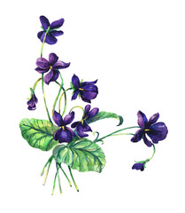 Fototapeta na wymiar Bouquet of violets.