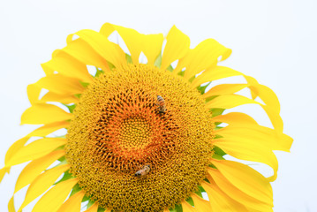 Sunflower field at sunset