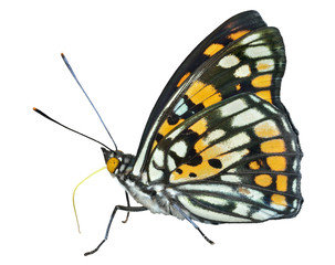 Butterfly (Sephisa dichroa) 25
