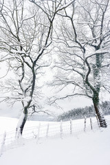 Fototapeta na wymiar winter landscape with frozen trees