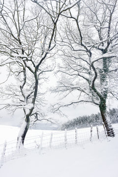 Fototapeta winter landscape with frozen trees