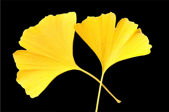 Ginkgo, biloba; herbstfaerbung,