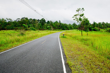 Winding Road Through a Forest