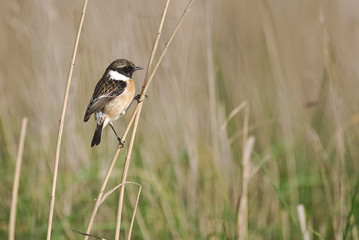 Saltimpalo (Saxicola torquatus) su cannuccia di palude