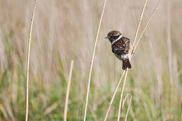 saltimpalo (Saxicola torquatus) su cannuccia di palude