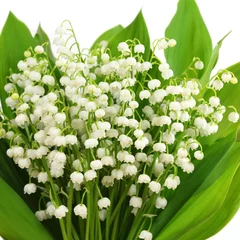 Sheer curtains Lily of the valley Flowers