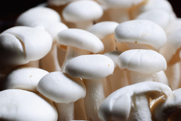 mushroom