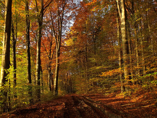 Obraz premium Jesień kolorowy las