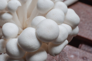 Phoenix mushroom