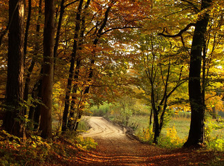 Autumn colorful forest