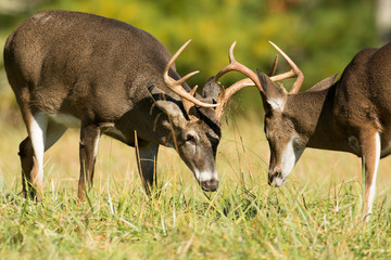 White-tailed deer bucks