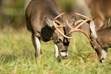 White-tailed deer bucks