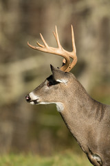White-tailed deer bucks
