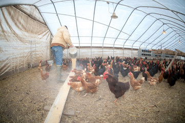 Farmer feeding chickens
