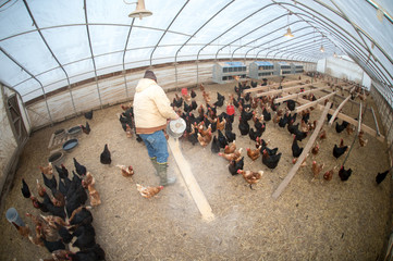 Farmer feeding chickens © Tony Campbell