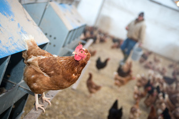Farmer feeding chickens