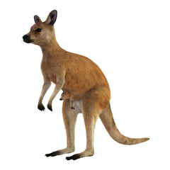 Naklejka na ściany i meble Red Kangaroo with Baby