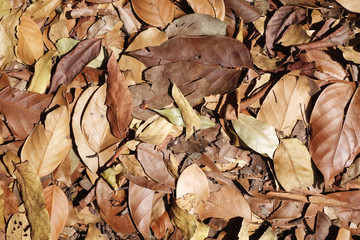 Dry leave