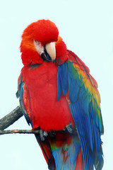 macaw parrot