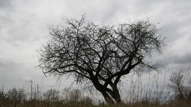 dry tree under moody overcast sky - timelapse