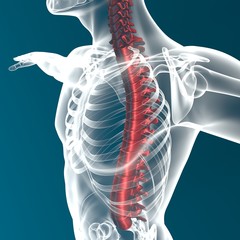 Corpo umano colonna vertebrale anatomia  - obrazy, fototapety, plakaty