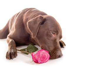 Labrador mit Rose