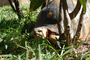 Tortoise