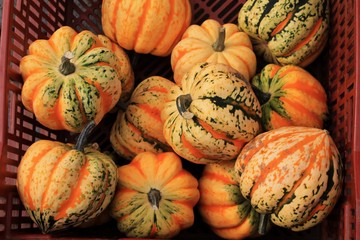 Colorful fall squash for sale at a farmers market