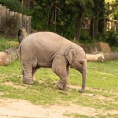 Fototapeta premium Sad baby elephant
