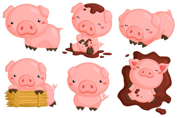 cute pigs