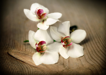 Fototapeta na wymiar Beautiful flower Orchid in vintage style