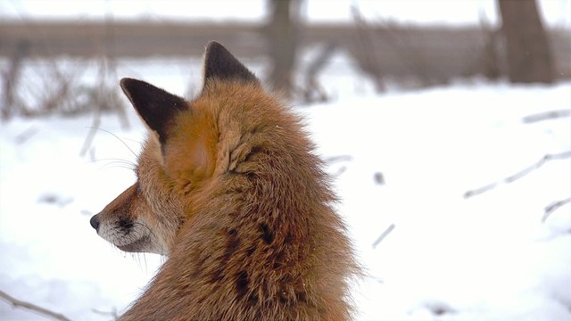 Red fox looking for prey in winter time near urban location