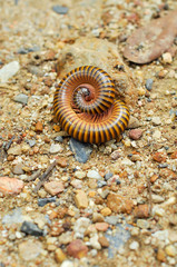 millipede