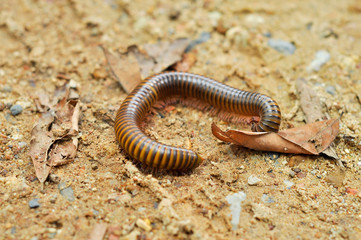 millipede