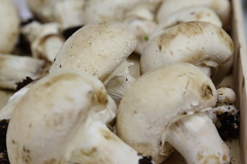 funghi champignon