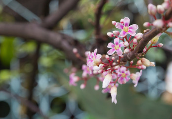 star apple flower