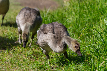 Zwei grosse Gaensekueken