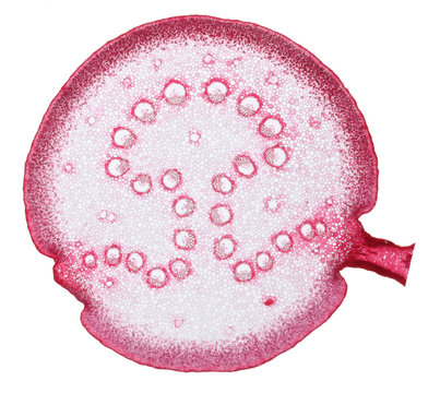 Magnified cross section of plant organ, bioscience concept