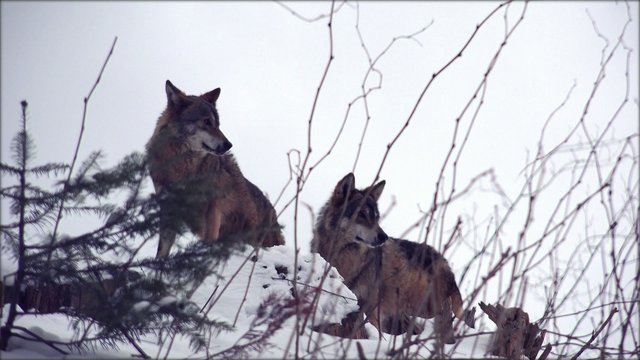 Wolves move through a forested area in winter,4k,real time