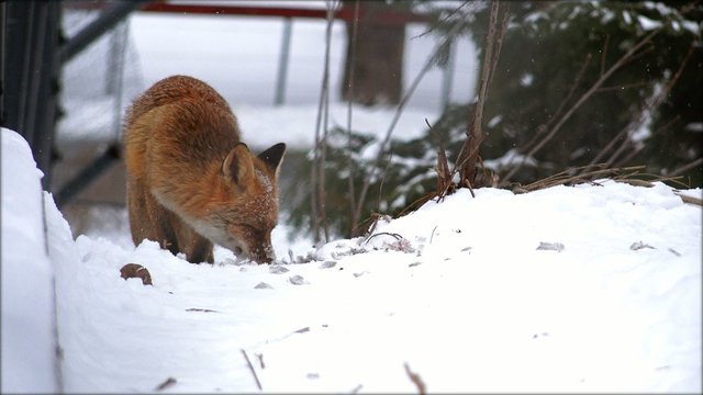 Red fox looking for prey in winter time near urban location
