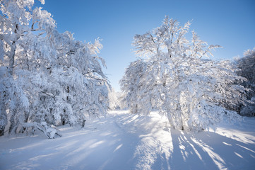 Paysage hivernal
