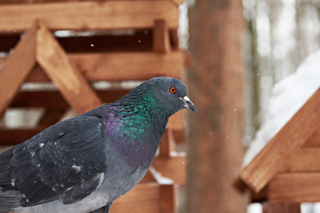 Bird pigeon
