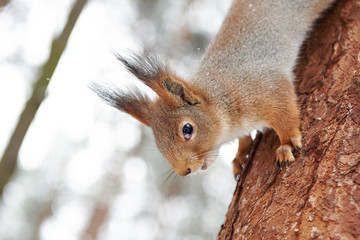 Squirrel on tree