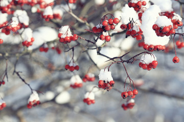red berries under snow, snow, background, mountain ash, hawthorn