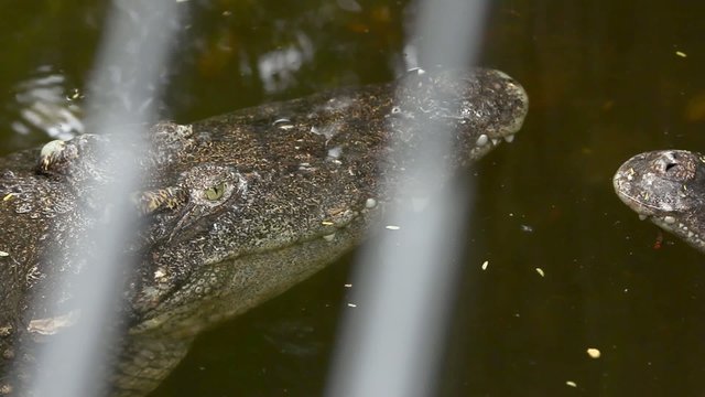 close up of crocodile head. HD. 1920x1080