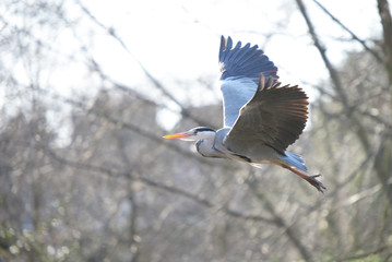 Grey Heron, Ardea cinerea