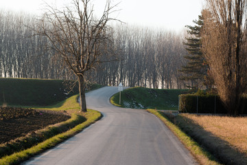 Winding road through forest