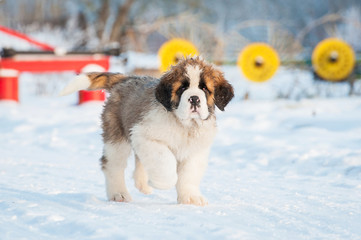 Saint bernard puppy walking in winter